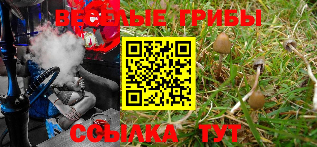 Псилоцибиновые грибы Psilocybine cubensis Елец